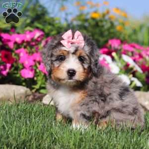 Flora, Mini Bernedoodle Puppy